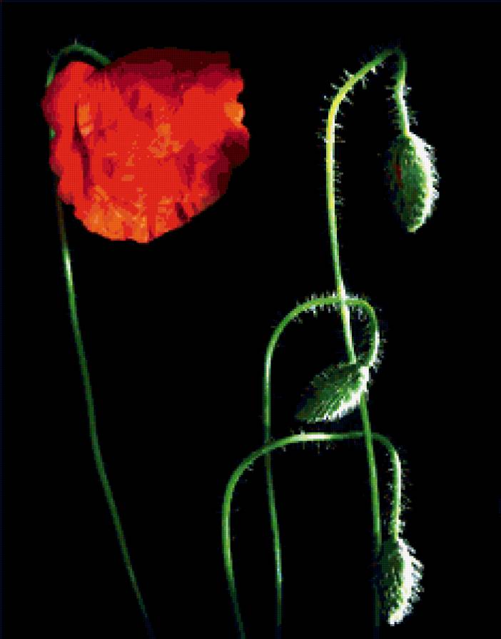 №283340 - маки, картина, цветы - предпросмотр