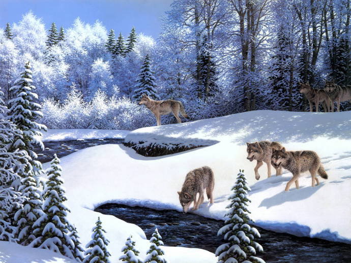 волки - проталины, волки, животные, весна, лес - оригинал