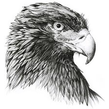 Оригинал схемы вышивки «орел» (№283800)