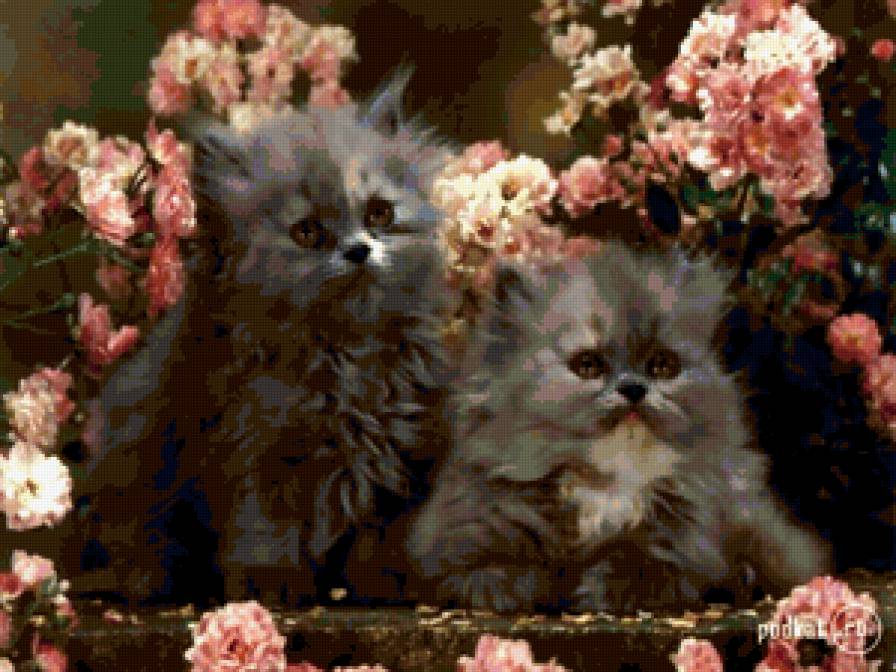 коты - предпросмотр