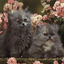 Схема вышивки «коты»