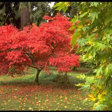 Схема вышивки «осенний лес»