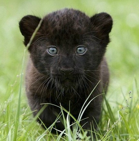 детеныш ягуара - животные - оригинал