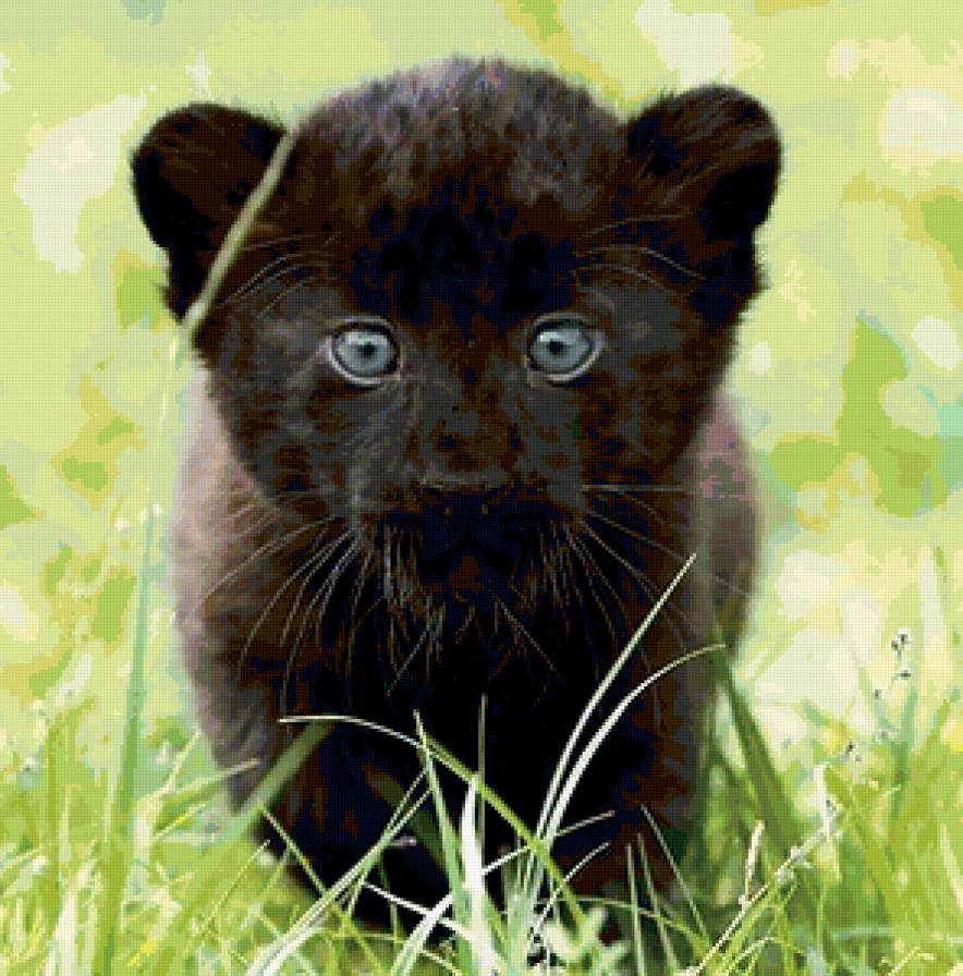 детеныш ягуара - животные - предпросмотр