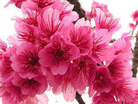 Схема вышивки «№284097»