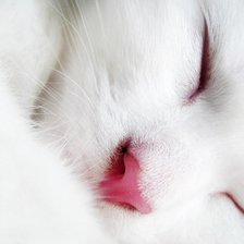 Схема вышивки «кошкины сны»