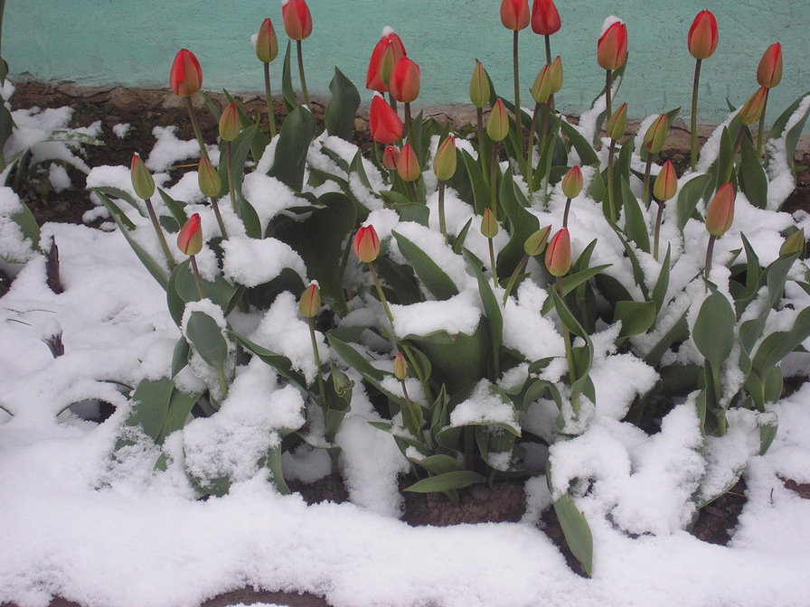 цветы в снегу - цветы - оригинал