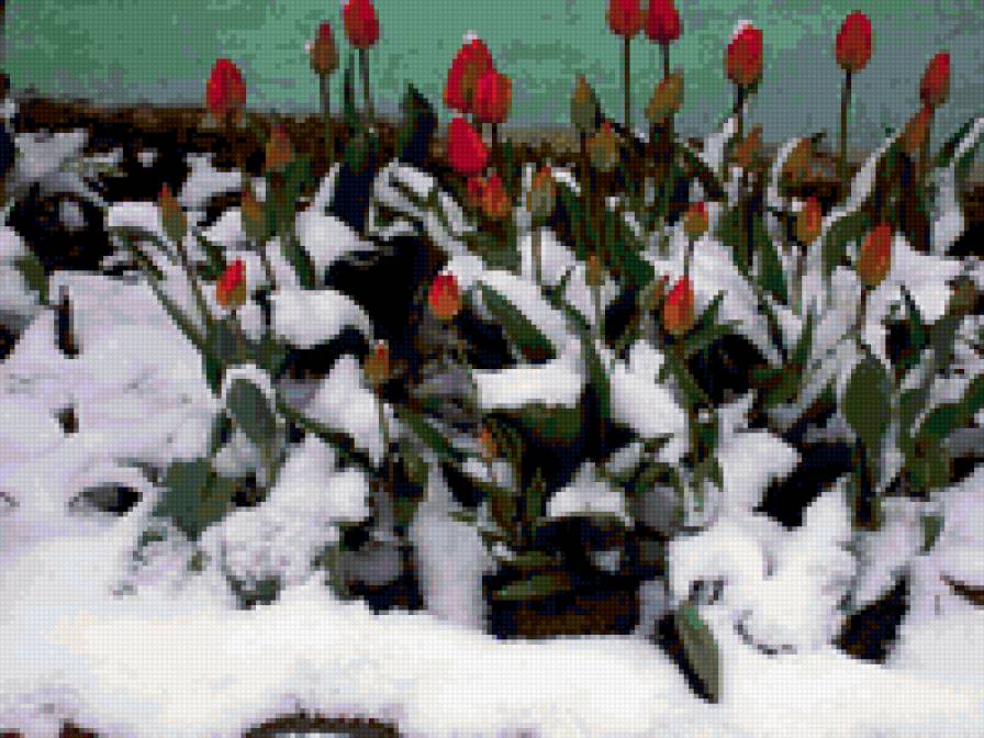 цветы в снегу - цветы - предпросмотр