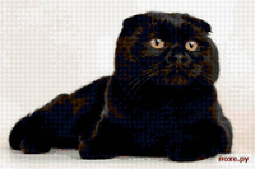 коте - предпросмотр