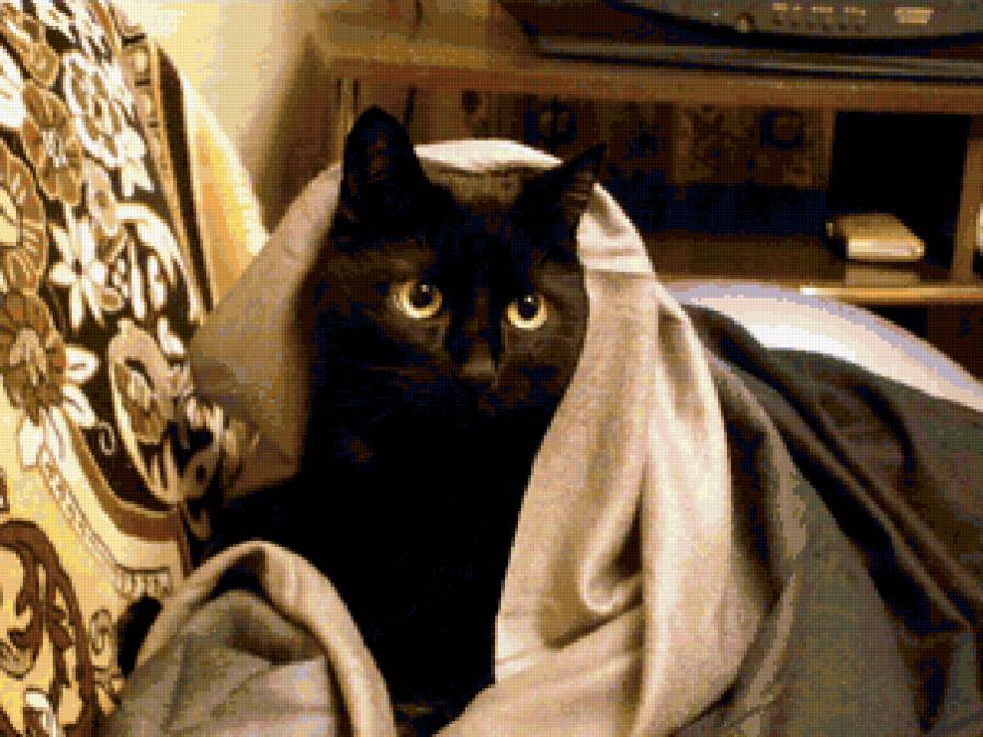 Дэн - животные, кот - предпросмотр