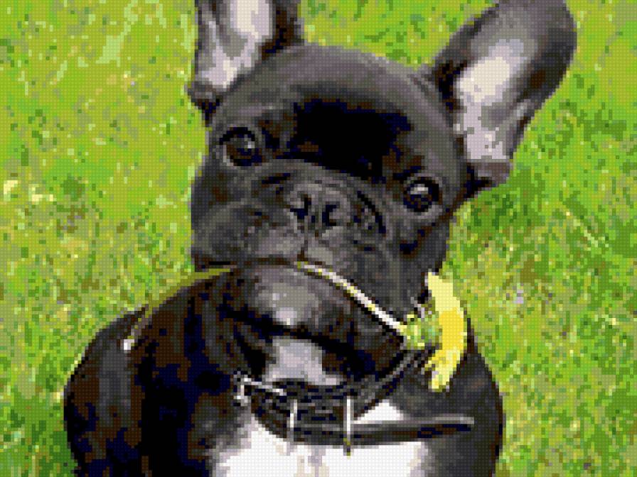 Французский бульдог - бульдог, собака, животные - предпросмотр