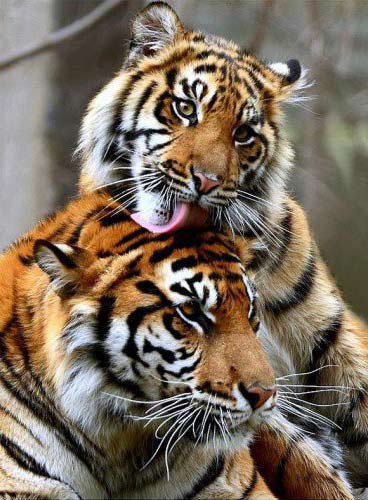 тигриная нежность - нежность, тигры, кошки, животные - оригинал