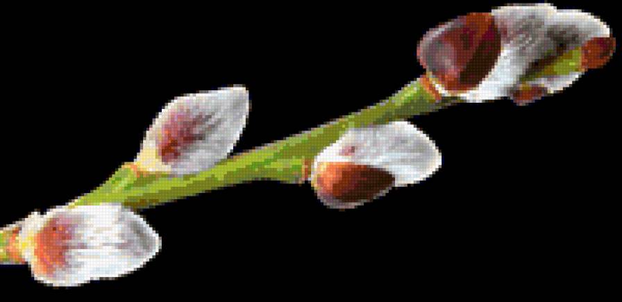 Веточка вербы - ветка, верба, цветы, весна - предпросмотр