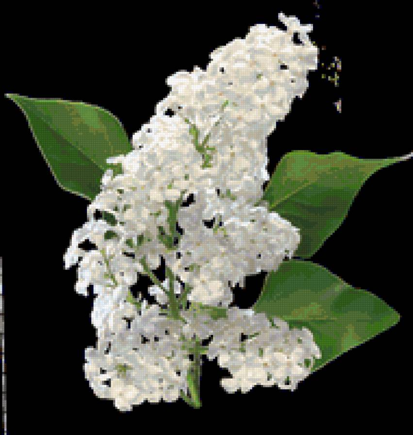 Ветка сирени - сирень, цветы, ветка - предпросмотр