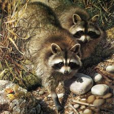 Схема вышивки «семейство енотов»