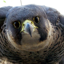 Схема вышивки «чего уставился...»