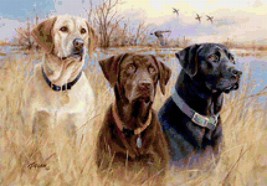 На охоте - природа, собаки, охота - предпросмотр