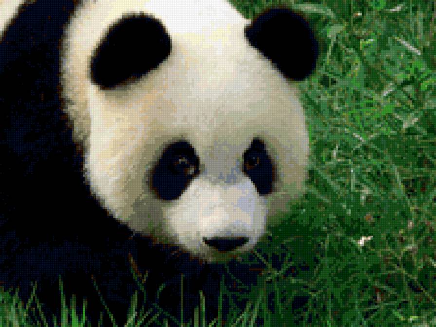 ПАНДА - панда, животные, мишка - предпросмотр
