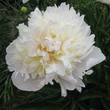 Схема вышивки «ПИОН»