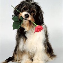 Схема вышивки «СОБАЧКА»