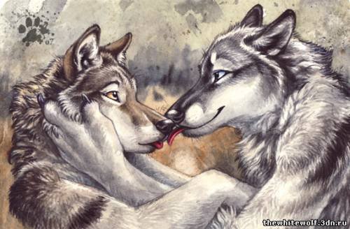 волчья любовь - оригинал