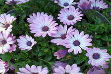 Оригинал схемы вышивки «№285181»