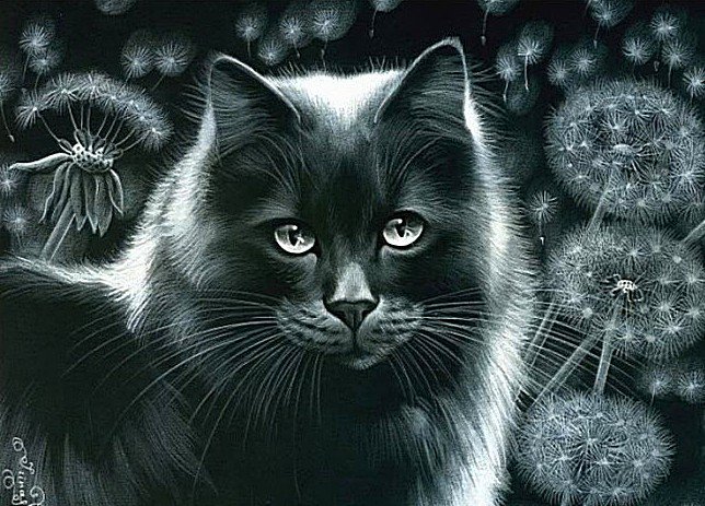 Черная кошка - животные, кошка - оригинал