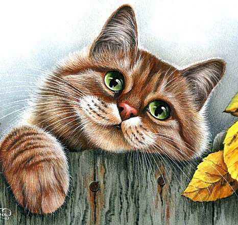 Мурочка - животные, кошка - оригинал