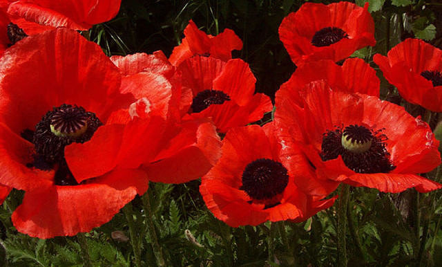 Маки - лето, поле, маки - оригинал