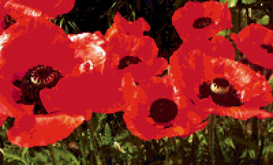 Маки - поле, лето, маки - предпросмотр