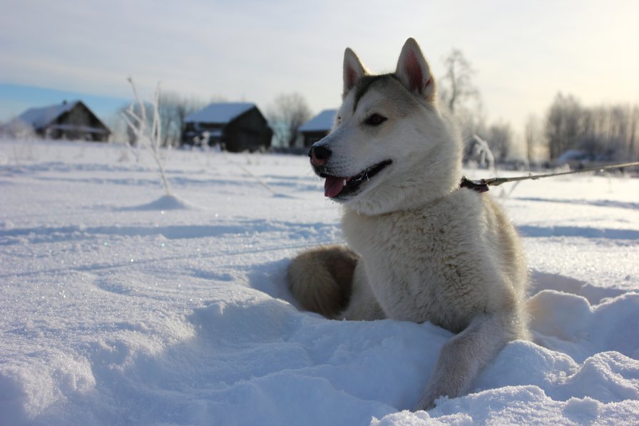 В гости к Северной Надежде - хаски - оригинал