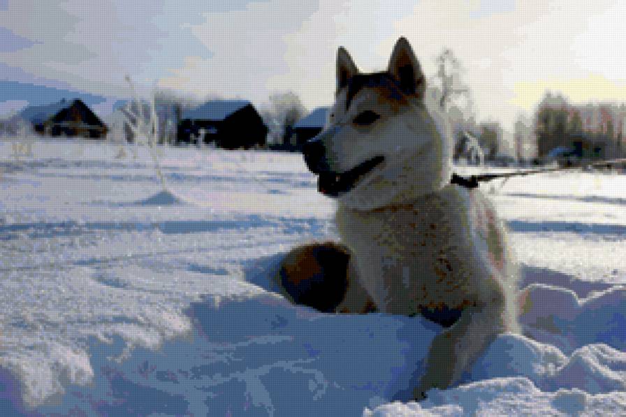 В гости к Северной Надежде - хаски - предпросмотр