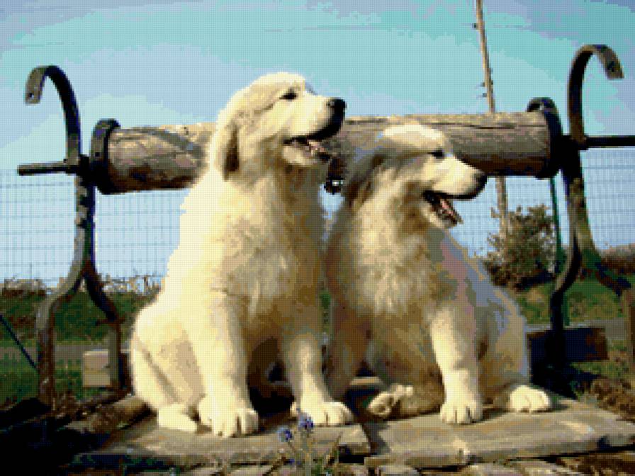 друзья - пара, щенки, друзья, собаки - предпросмотр