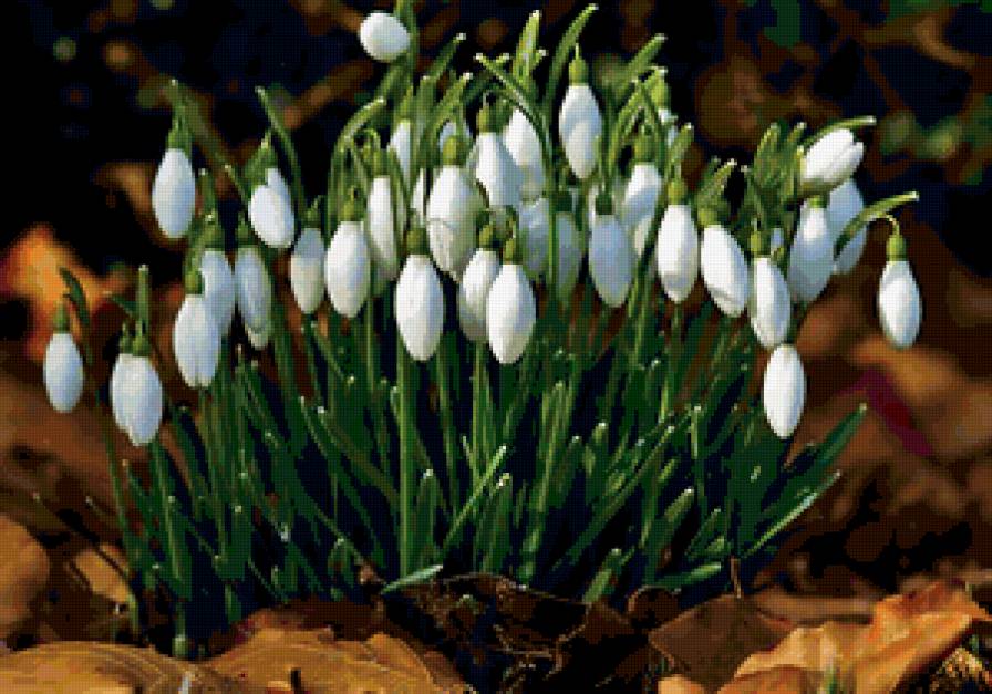 Весенние цветы - весна, цветы - предпросмотр