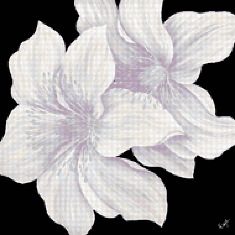 Белые лилии - лилии, лилия, красота, цветы - предпросмотр