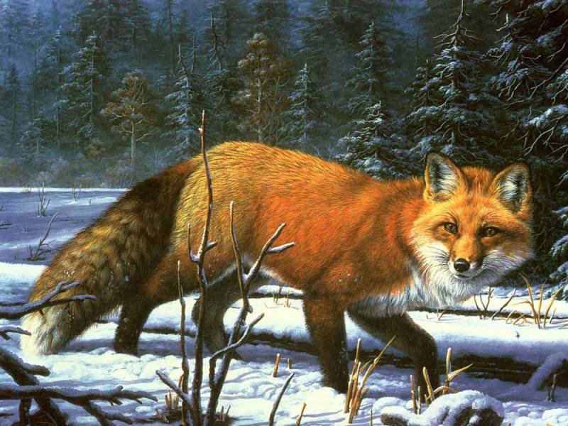 №285827 - лиса - оригинал