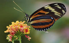 №285969 - природа - оригинал