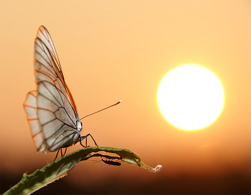 Закат - флора, природа, закат, красота - оригинал