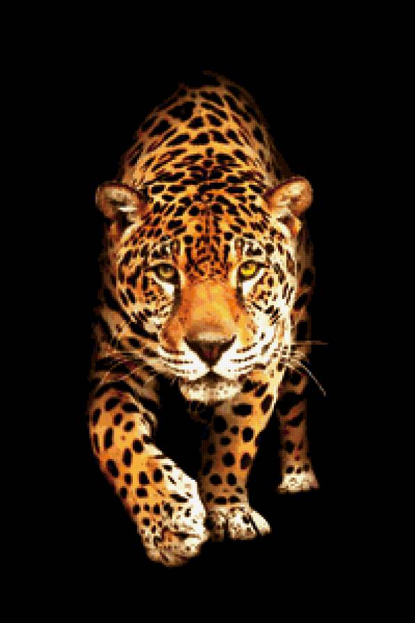 леопард - леопард - предпросмотр