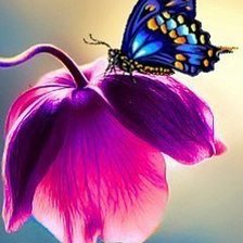 Схема вышивки «тюльпан и бабочка»