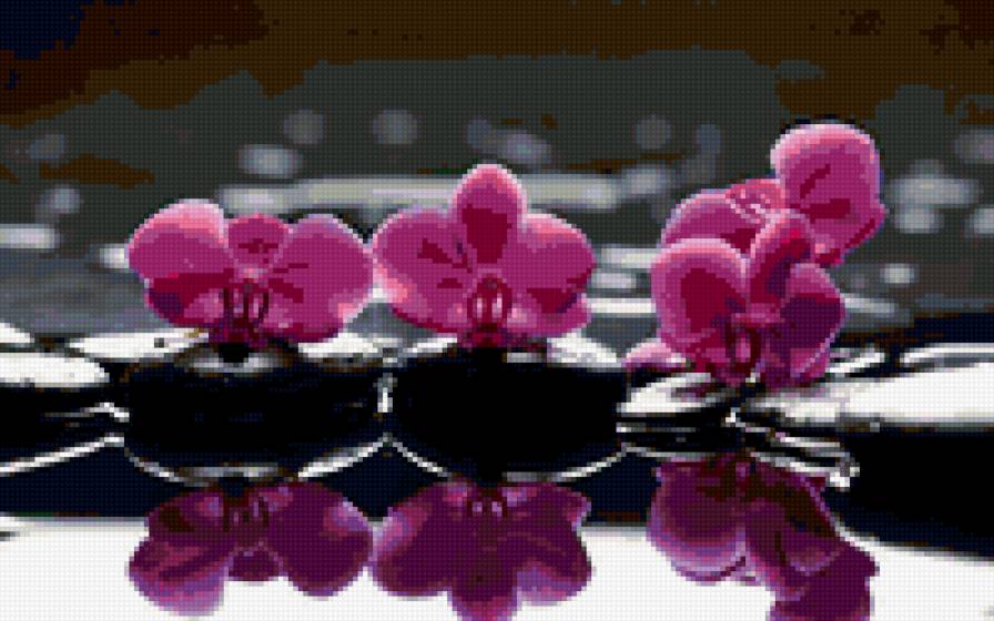 ОРХИДЕЯ НА КАМНЯХ - предпросмотр