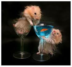 Мышки - мышки - оригинал