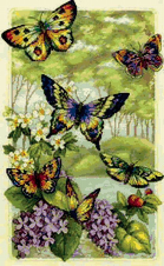 Бабочки - бабочки - предпросмотр