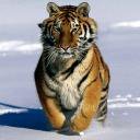 тигр 2
