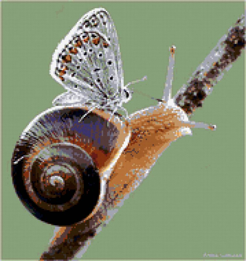 улитка - бабочка, улитка - предпросмотр