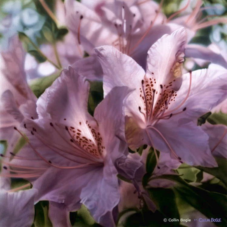 цветы 22 - цветы, букет - оригинал