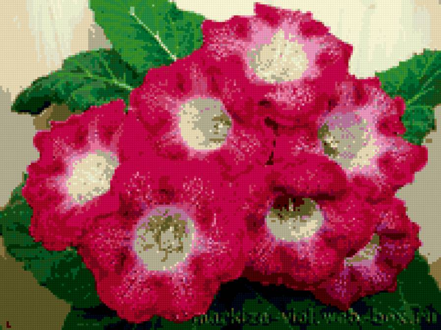 глося! - глоксиния, комнатные цветы, красота - предпросмотр