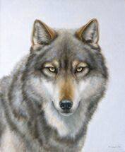 0067 - красота, животные, природа, волк, волки, картина - оригинал