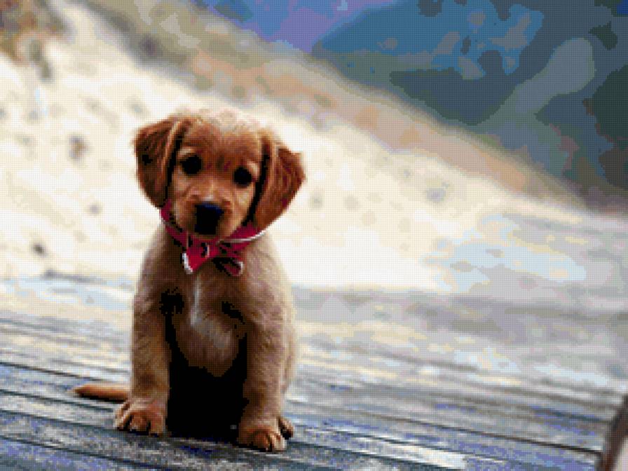 Щенок - собачки - предпросмотр