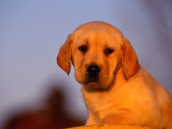 Щенок - собачки - оригинал